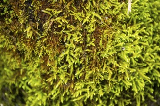 Red-stemmed feathermoss (Pleurozium schreberi) growing on old wood in a forest, Bavaria, Germany