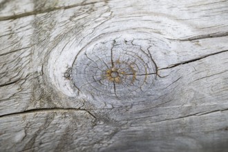 Close-up of a cut fruit in an old tree trunk, Bavaria, Germany