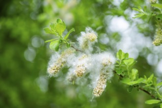 Eastern crack-willow (Salix euxina), pussy willow, seeds in spring, detail, Upper Palatinate,