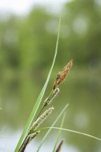 Greater tussock-sedge (Carex paniculata) grass blooming in spring, Bavaria, Germany