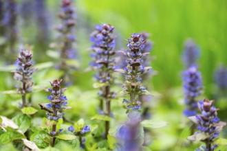Bugle (Ajuga reptans) blossoms, detail, Bavaria, Germany