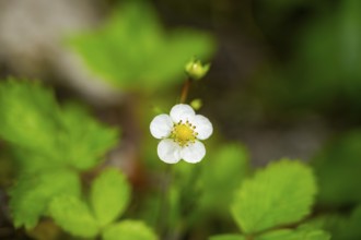 Wild strawberry (Fragaria vescaa) plants blooming, blossom, detail, Bavaria, Germany