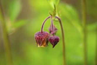 Water avens (Geum rivale), blossom, detail, Bavaria, Germany