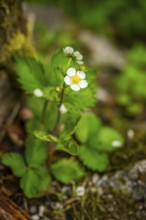 Wild strawberry (Fragaria vescaa) plants blooming, blossom, detail, Bavaria, Germany