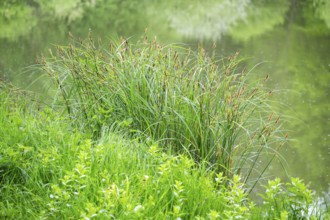 Greater tussock-sedge (Carex paniculata) grass bushes in a forest next to a little lake in spring,
