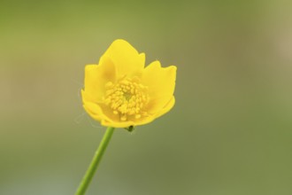 Corn buttercup (Ranunculus arvensis) blossom, detail, Bavaria, Germany