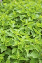 Common nettle (Urtica dioica), detail, spring, Bavaria, Germany