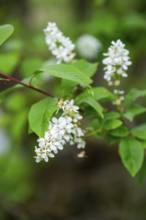 Bird cherry Prunus padus) blossoms, detail, Bavaria, Germany