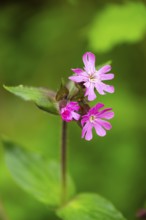 Red campion (Silene dioica) blossom, detail, Bavaria, Germany