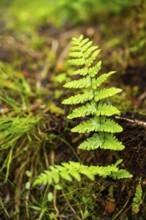 Red-stemmed feathermoss (Pleurozium schreberi) growing on old wood in a forest, Bavaria, Germany