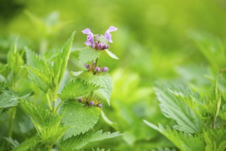 Spotted dead-nettle (Lamium maculatum) growing and blloming between Common nettle (Urtica dioica)