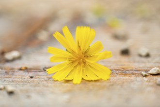 Yellow blossom lying on the ground, Austria
