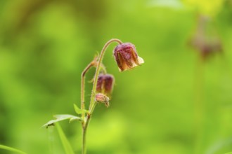 Water avens (Geum rivale), blossom, detail, Bavaria, Germany