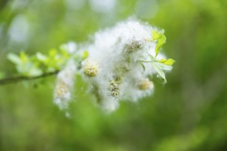 Eastern crack-willow (Salix euxina), pussy willow, seeds in spring, detail, Upper Palatinate,