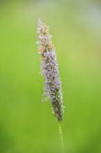 Meadow foxtail (Alopecurus pratensis) grass blooming in spring, Bavaria, Germany