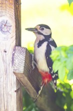 Great spotted woodpecker (Dendrocopos major) sitting on wooden slat, Austria