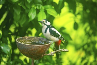 Great spotted woodpecker (Dendrocopos major) sitting on feeding station, Austria