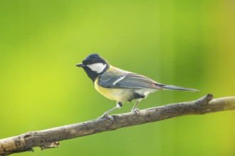 Great tit (Parus major) sitting on a branch, Austria