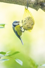 Eurasian blue tit (Cyanistes caeruleus) sitting on a tit dumbling, Austria