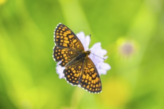 Heath fritillary (Mellicta athalia) butterfly sitting in a colorful blossom, Austria