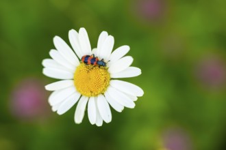 Trichodes apiarius beetle on a ox-eye daisy (Leucanthemum vulgare) blossom in summer, Austria