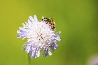 European honey bee (Apis mellifera) sitting on a flower, Austria