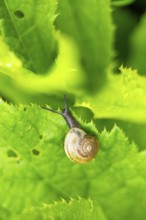 Copse snail (Arianta arbustorum) on a leaf, Austria