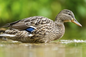 Wild duck (Anas platyrhynchos) female swimming in a lake, Bavaria, Germany