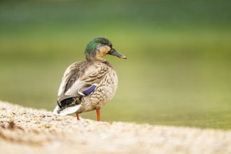 Wild duck (Anas platyrhynchos) male standing on the shore of a lake, Bavaria, Germany