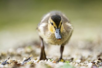 Wild duck (Anas platyrhynchos) chick standing at the schore of a little lake, Bavaria, Germany