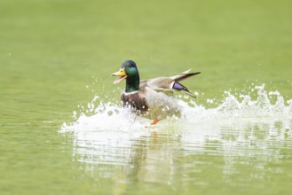 Wild duck (Anas platyrhynchos) male landing in a lake, Bavaria, Germany