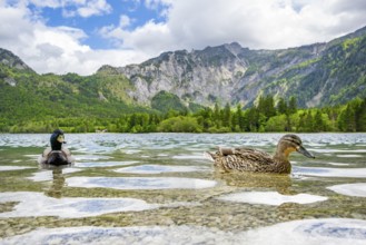 Wild duck (Anas platyrhynchos) male and female swimming in a lake, Austria