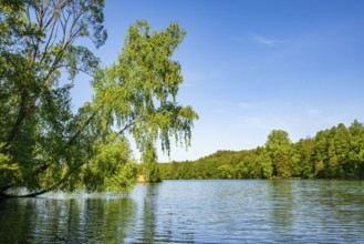 Landscape of a little lake on a sunny day in spring, Upper Palatinate, Bavaria, Germany