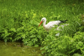 White stork (Ciconia ciconia) standing in a little lake, Austria