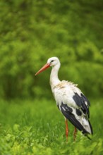 White stork (Ciconia ciconia) standing on a meadow, Austria