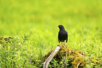Common blackbird (Turdus merula) male sitting on an old wood in spring, Austria