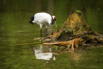 Red-crowned crane (Grus japonensis) standing in a little lake, Austria
