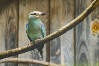 European roller (Coracias garrulus) sitting on a branch in front of a wooden wall, Austria