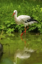 White stork (Ciconia ciconia) standing in a little lake, Austria