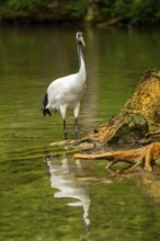 Red-crowned crane (Grus japonensis) standing in a little lake, Austria