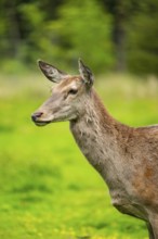 Red deer (Cervus elaphus) hind on a meadow in spring, Austria