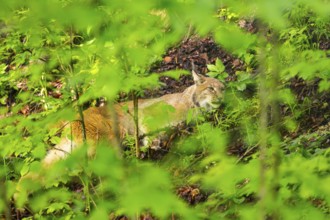 Eurasian lynx (Lynx lynx) walking through a forest, Austria