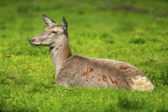 Red deer (Cervus elaphus) hind on a meadow in spring, Austria