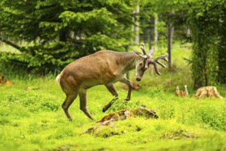 Red deer (Cervus elaphus) stag on a meadow in spring, Austria