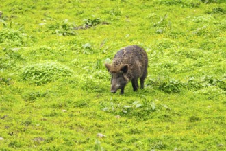 Wild Boar (Sus scrofa) standing on a meadow, Austria