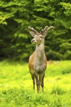 Red deer (Cervus elaphus) stag on a meadow in spring, Austria