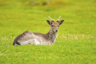 European fallow deer (Dama dama) stag lying on a meadow, Austria