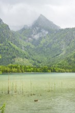 Landscape of Lake Offensee on a rainy day in spring, Salzkammergut, Austria