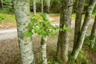 Common beech (Fagus sylvatica) tree trunks standing in forest in spring, Upper Palatinate, Bavaria,