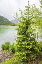 Norway spruce (Picea abies) tree grwoing beside Lake Offensee on a rainy day in spring,